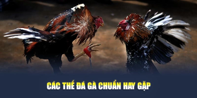 Các thế đá gà chuẩn hay gặp