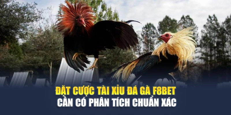 Đặt cược tài xỉu đá gà F8BET cần có phân tích chuẩn xác