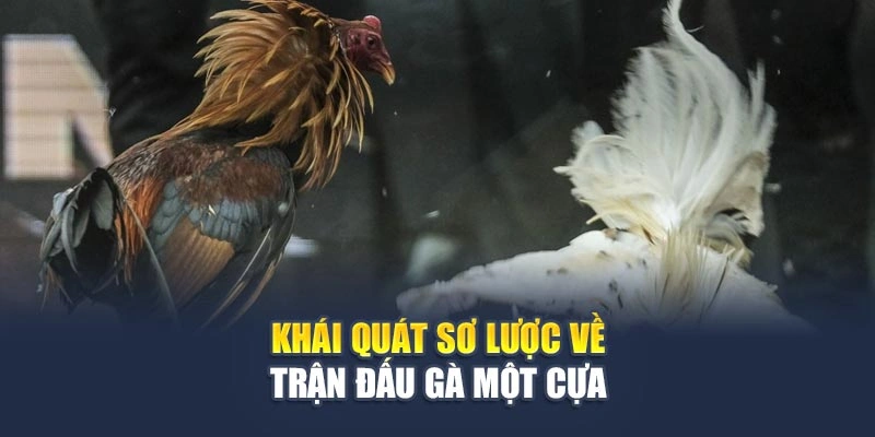 Khái quát sơ lược về trận đấu gà một cựa