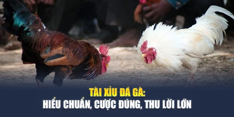 Tài Xỉu Đá Gà: Hiểu Chuẩn, Cược Đúng, Thu Lời Lớn