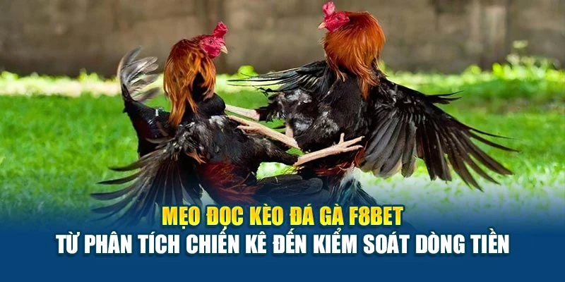 Mẹo đọc kèo đá gà F8BET – từ phân tích chiến kê đến kiểm soát dòng tiền